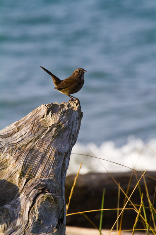 Song Sparrow